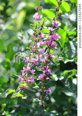 盂蘭盆節的佛壇花 115827044