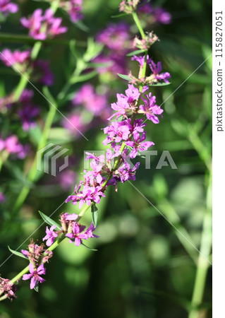 盂蘭盆節的佛壇花 115827051