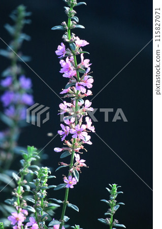 盂蘭盆節的佛壇花 盂蘭盆節的佛壇花 115827071
