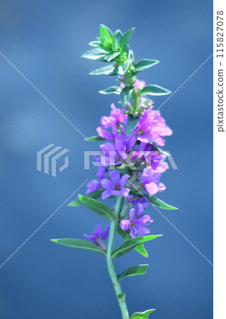 Flowers for Buddhist altars in Obon Flowers for Buddhist altars in Obon 115827078