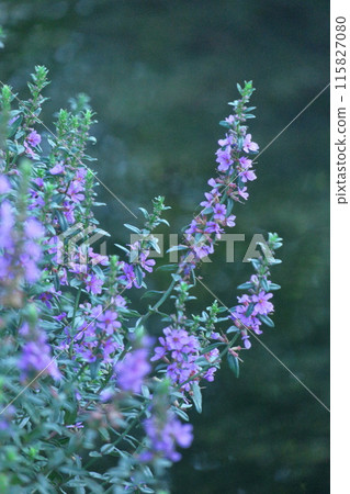 Flowers for Buddhist altars in Obon 115827080