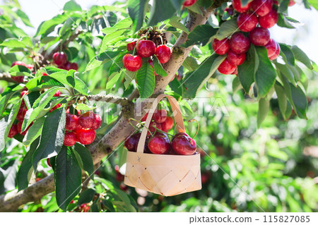 Still life of cherries in wicker basket in garden Still life of cherries in wicker basket in garden 115827085