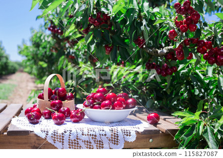 Ripe juicy cherry berry in a white bowl on a lace napkin Ripe juicy cherry berry in a white bowl on a lace napkin 115827087