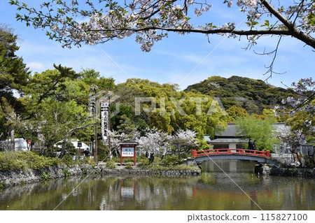 Cherry blossoms blooming at Genji Pond at Tsurugaoka Hachimangu Shrine in Kamakura 115827100