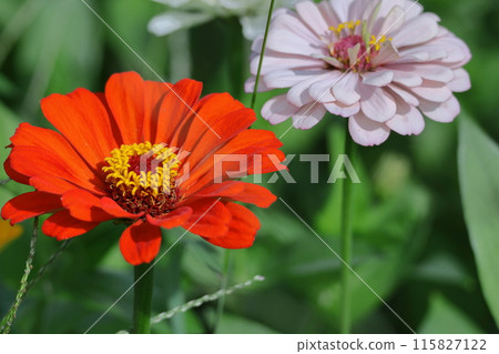 一朵經典的園藝花 115827122
