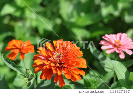一朵經典的園藝花 一朵經典的園藝花 115827127