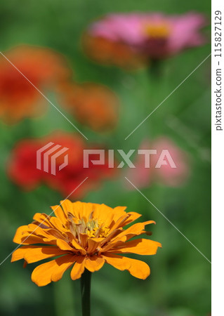 A classic gardening flower A classic gardening flower 115827129