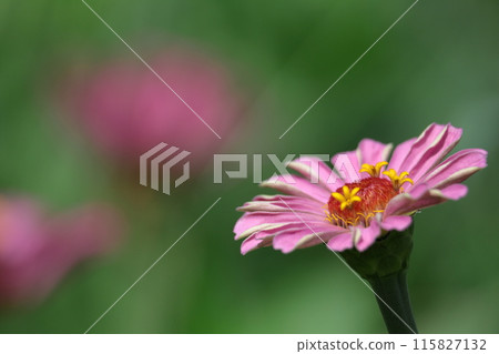 一朵經典的園藝花 一朵經典的園藝花 115827132