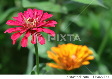 A classic gardening flower 115827144
