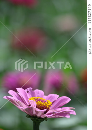 A classic gardening flower 115827149