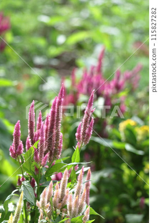 燃燒的火焰花 燃燒的火焰花 115827282