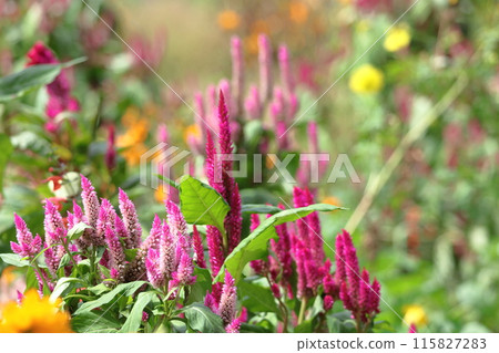 Burning flame flower Burning flame flower 115827283