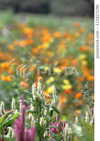 Burning flame flower 115827290