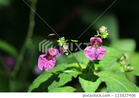 Flowers that resemble fishing boats Flowers that resemble fishing boats 115827406