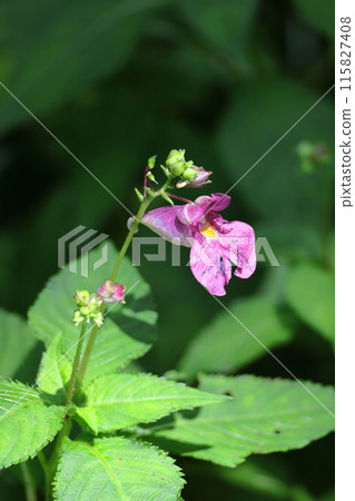 Flowers that resemble fishing boats Flowers that resemble fishing boats 115827408