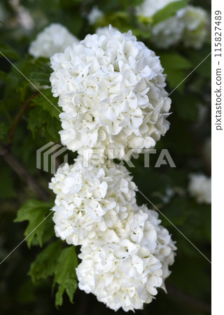 Viburnum vulgaris buldenezh. Hydrangea. White flowers on a green bush. Viburnum vulgaris buldenezh. Hydrangea. White flowers on a green bush. 115827489