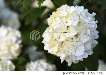 Viburnum vulgaris buldenezh. Hydrangea. White flowers on a green bush. 115827492