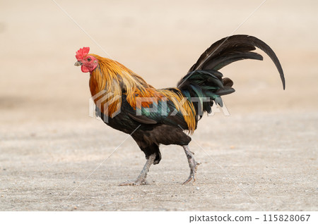 Selective focus of chicken walking. Selective focus of chicken walking. 115828067