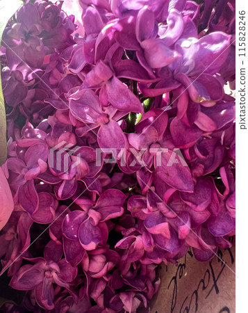 Background of flowers of lilac branches 115828246