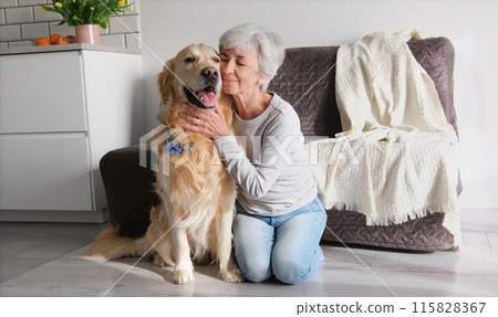 Cheerful Elderly Lady Petting Her Cute Golden Retriever Dog Inside Cheerful Elderly Lady Petting Her Cute Golden Retriever Dog Inside 115828367