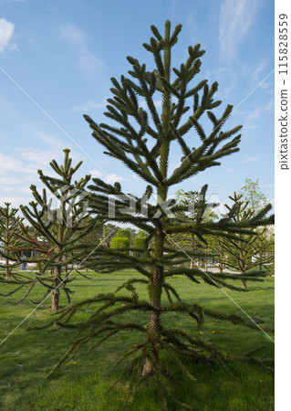 Close-up of a thorny green branch of Araucaria araucana, monkey puzzle tree, monkey tail tree or Chilean pine in Krasnodar landscape city park or Galitsky park. 115828559