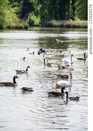 Swans, geese and pigeons flocking to a pond in Osterley Park, on the outskirts of London 115828578