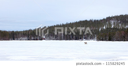 Reindeer crossing a frozen lake, farming in Finland 115829245