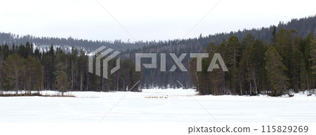 Reindeer crossing a frozen lake, farming in Finland 115829269