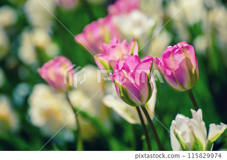Red and white tulip flowers Red and white tulip flowers 115829974