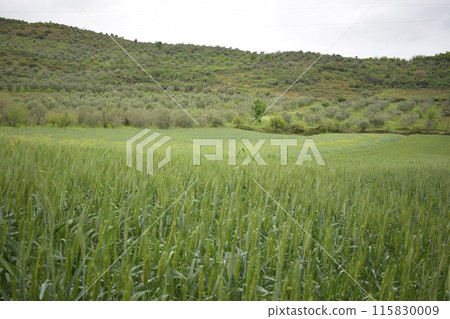 Wheat field, green wheat ears close up 115830009