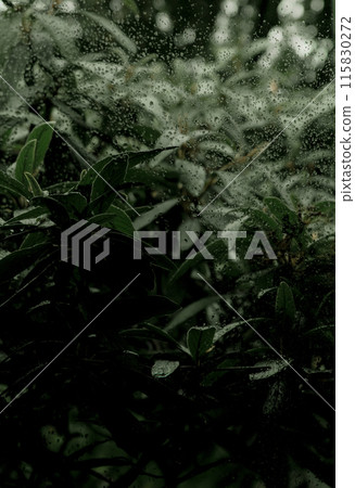 green meadow closeup plants flowers glade life green meadow closeup plants flowers glade life 115830272