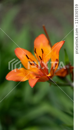 A single lily flower is orange, on a green background 115830559