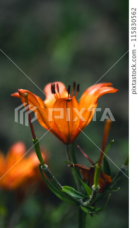 Orange lily, on the station meadow 115830562