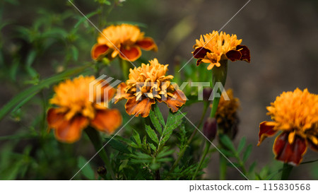 Orange flowers, Marigolds growing in a flower bed Orange flowers, Marigolds growing in a flower bed 115830568