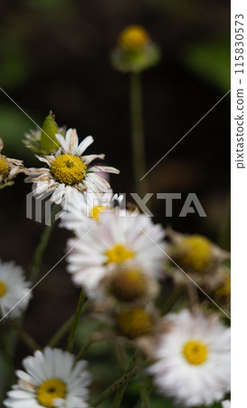 Battered daisies growing in the station flower bed 115830573