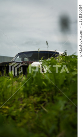 An old, abandoned, battered car, standing in the thick, tall grass An old, abandoned, battered car, standing in the thick, tall grass 115830584