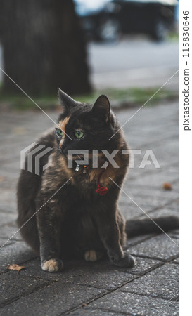 An excited cat in a red collar and a bell, gazes intently into the distance An excited cat in a red collar and a bell, gazes intently into the distance 115830646