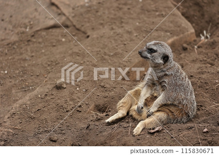 Meerkat sitting on the ground 115830671