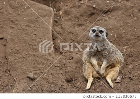 Meerkat sitting and looking at the camera 115830675