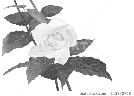 A simple black and white illustration of a phillyraeoides in early summer 115830768