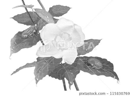 一隻青蛙偽裝並睡在梅花德國葉上的黑白插圖 115830769