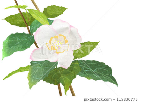 Early summer plum blossom tree illustration 115830773