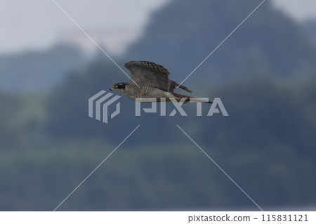 Young Goshawk in Flight 115831121