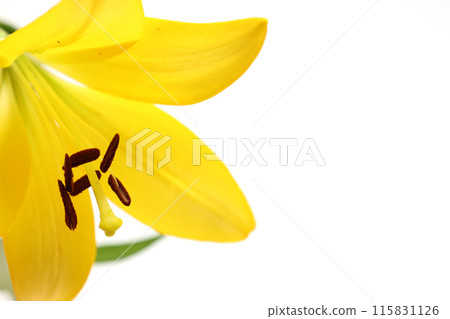 Close-up of a yellow lily on a white background 115831126
