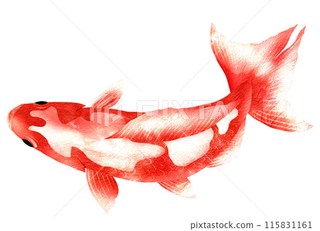 從上面看到的金魚的插圖 從上面看到的金魚的插圖 115831161