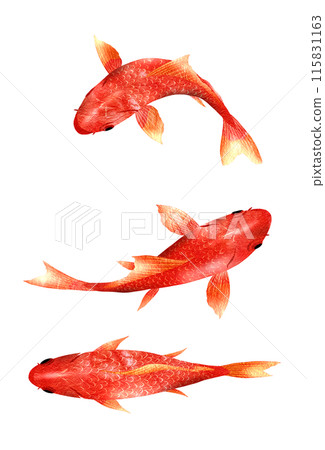 上面的魚圖與多條日本金魚 上面的魚圖與多條日本金魚 115831163