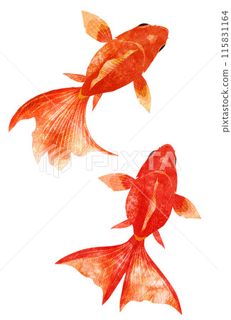 Top view of a goldfish with beautiful fins 115831164