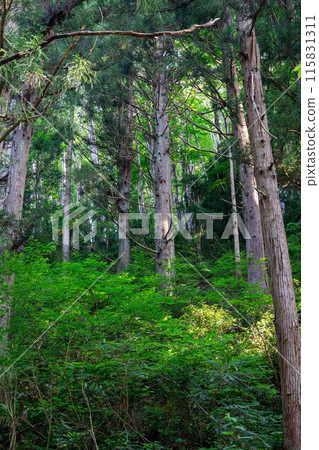 Deep in the forest 115831311