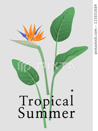 Vector illustration of bird of paradise. 115831684