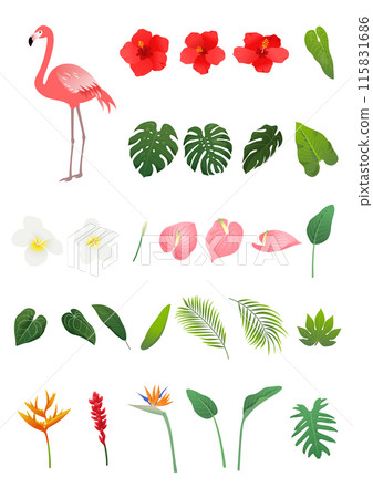 Vector illustration of tropical plants and animals. Vector illustration of tropical plants and animals. 115831686